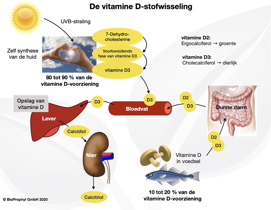 Vitamine D3 BioProphyl